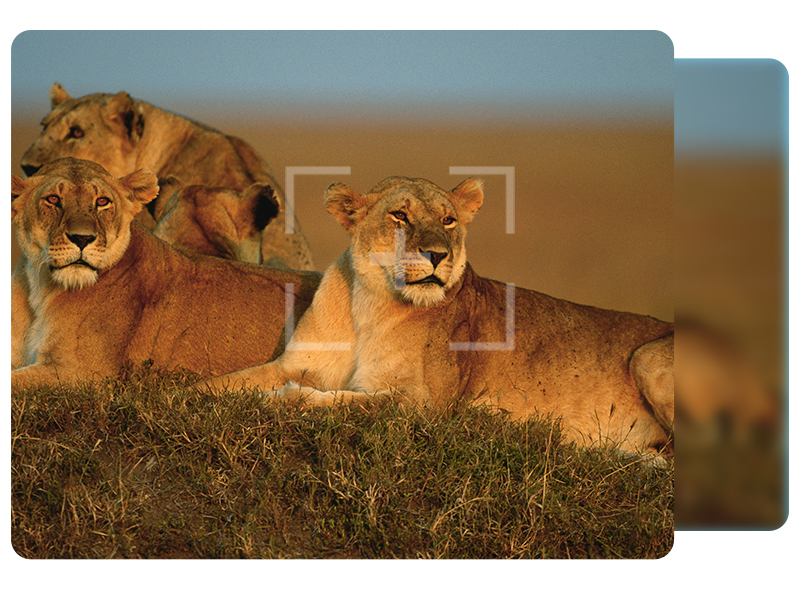 Déclencheur d'appareil photo télécommandé sans fil pour Fujifilm