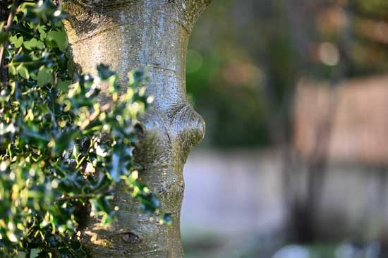 Viltrox AF 56 mm F1.2 Pro