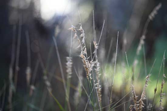 Viltrox AF 56 mm F1.2 Pro
